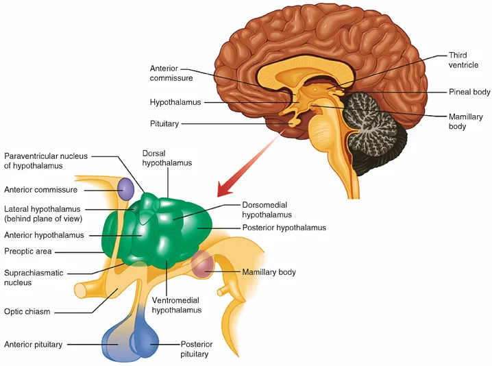 Diagram of the brain highlighting the hypothalamus and the pathways involved in thermoregulation